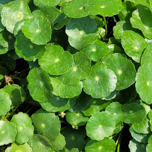 Centella (TECA)